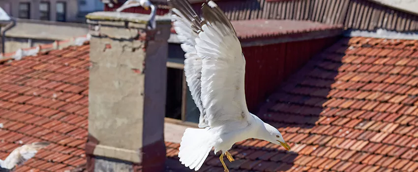 Residential Chimney Animal Removal Solution in St. Charles, IL