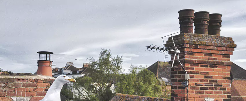 Chimney Cleaning And Restoration in St. Charles, Illinois